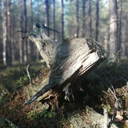 Utula Nature Retreat Nocleg ze śniadaniem Ruokolahti